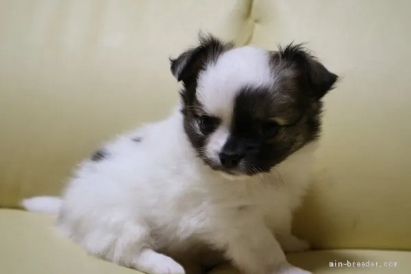 ID:1905-00047の子犬