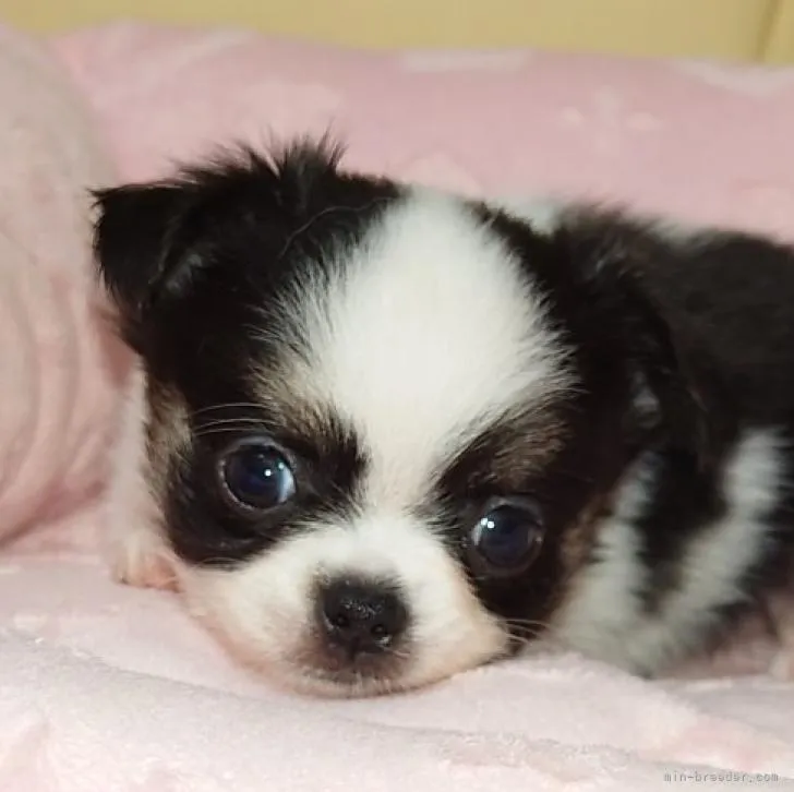 ID：2207-02520の子犬