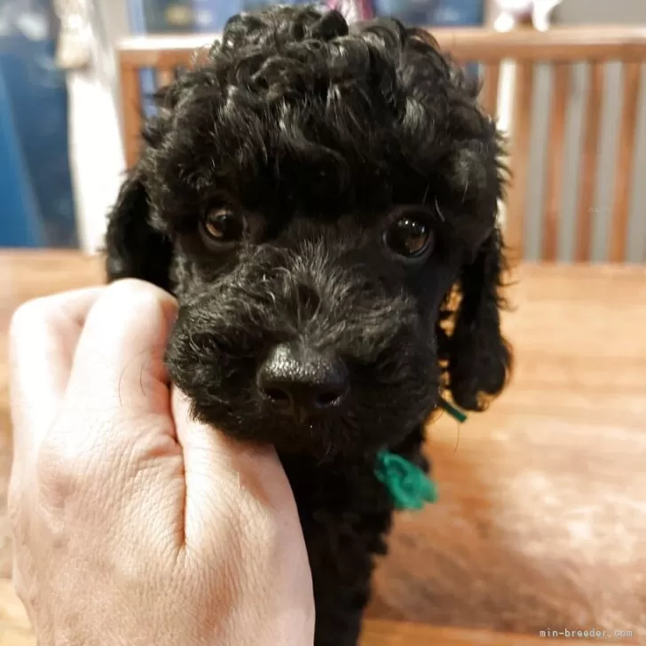 ID：2508-02265の子犬