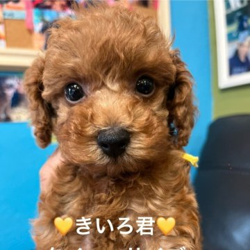 タイニープードル【栃木県・男の子・2025年6月30日・レッド】の写真「男の子なのに少し女の子に押され気味です。」