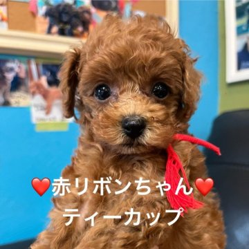 トイプードル(ティーカップ)【栃木県・女の子・2025年6月30日・レッド】の写真「ちっちゃくておもちゃみたいに動いて元気です。」
