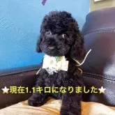 タイニープードル【栃木県・男の子・2025年2月24日・ブラック】の写真3