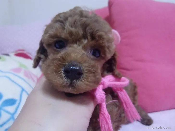 ID:2002-01820の子犬