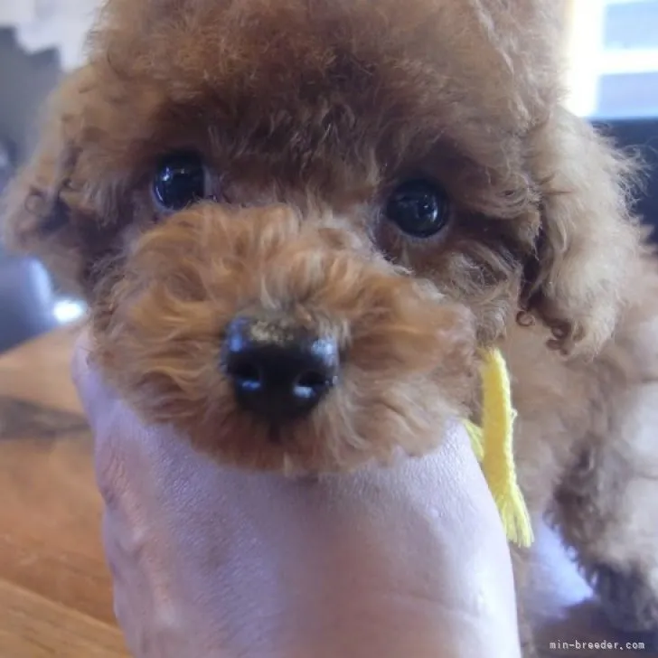 ID:2302-04803の子犬