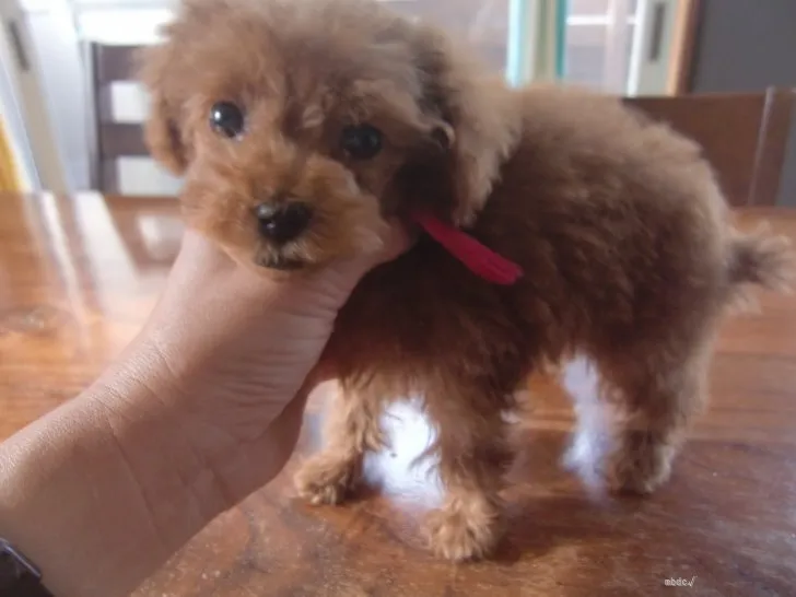 ID:2205-00335の子犬
