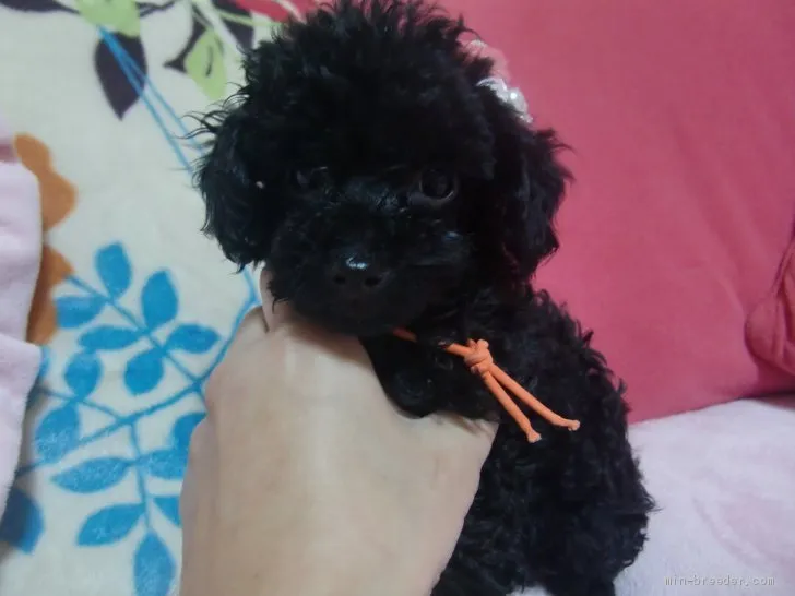 ID:2002-01453の子犬