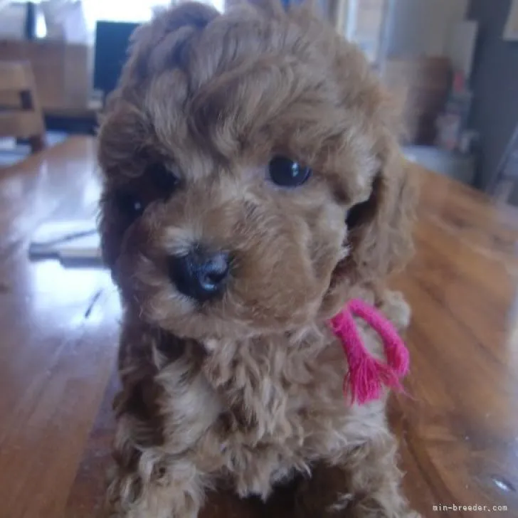 ID:2207-04152の子犬