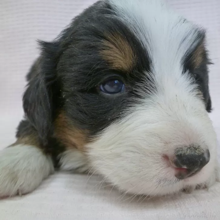 Y.K 様のお迎えした子犬