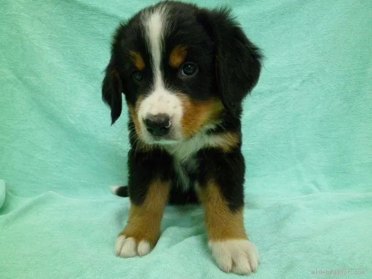 hanahana 様のお迎えした子犬