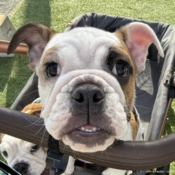 ブルドッグ【兵庫県・女の子・2025年6月19日・レッドアンドホワイト】の写真1