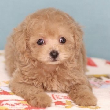 トイプードル(トイ)【兵庫県・女の子・2025年9月7日・ベージュ】の写真「いつでもどこでも元気❣️ポジティブガール💛」