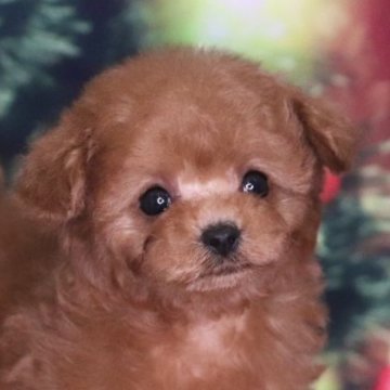 ティーカッププードル【兵庫県・女の子・2025年10月10日・レッドフォーン】の写真「ちっちゃな体にタレ目ちゃん🩷」