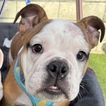 ブルドッグ【兵庫県・女の子・2025年6月19日・レッドアンドホワイト】の写真「賢く思いやりいっぱいの才女✨」