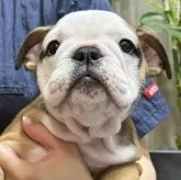 ブルドッグ