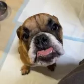 ブルドッグ