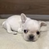 フレンチブルドッグ【兵庫県・男の子・2025年3月23日・クリーム】の写真2