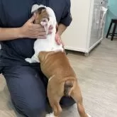 ブルドッグ【兵庫県・女の子・2025年6月19日・レッドアンドホワイト】の写真3「触ってもらうの大好き❤️」