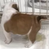 ブルドッグ【兵庫県・女の子・2025年6月19日・レッドアンドホワイト】の写真4「ケージ内ではトイレシートでトイレできます⭐️」