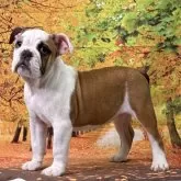 ブルドッグ【兵庫県・女の子・2025年6月19日・レッドアンドホワイト】の写真5「堂々とかっこいい🌟」