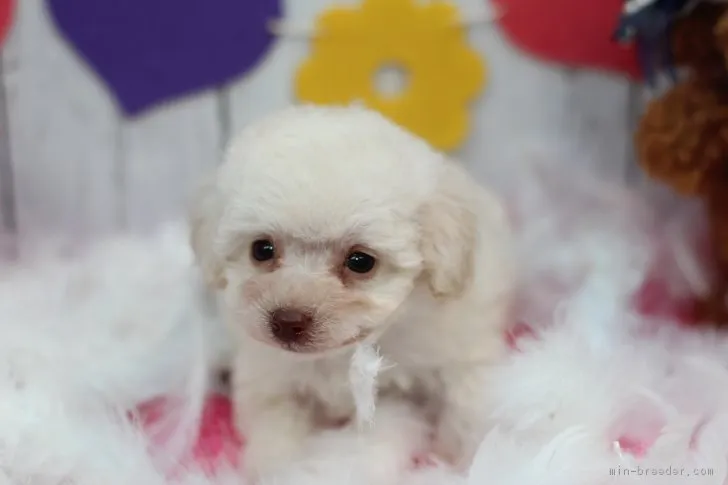 ID：1701-02200の子犬