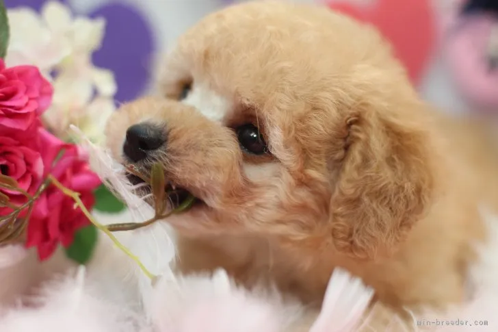 ID：1701-02199の子犬