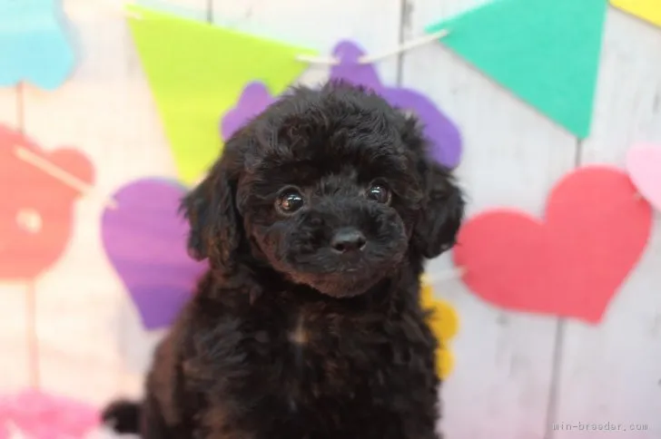 ID：1709-00290の子犬