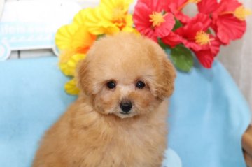 トイプードル(タイニー)【兵庫県・男の子・2019年3月22日・レッド】の写真「超プリティなお顔です😍」