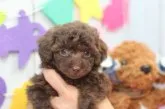 タイニープードル【兵庫県・女の子・2016年12月25日・ブラウン】の写真3