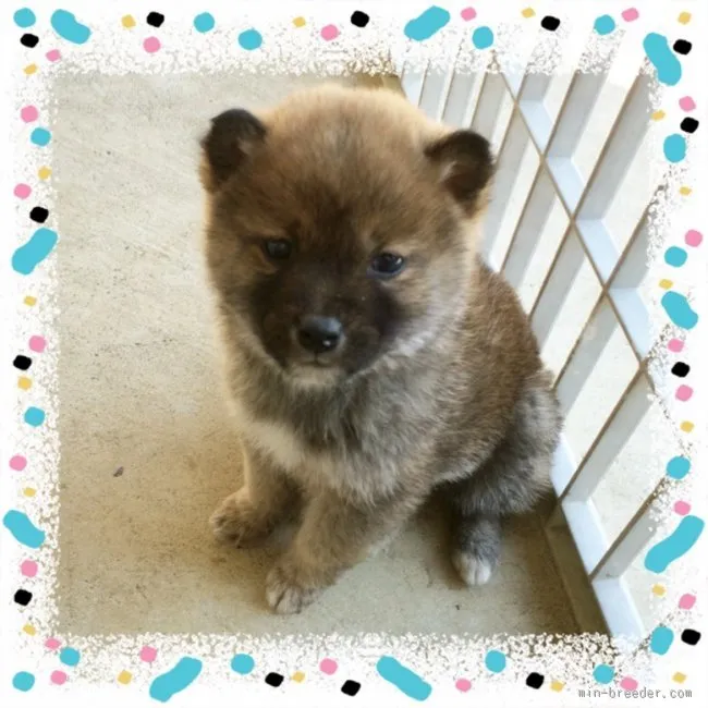 ID:1602-00200の子犬