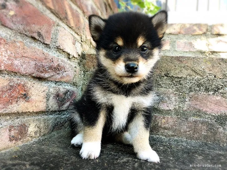 ちゃこの家族 様のお迎えした子犬