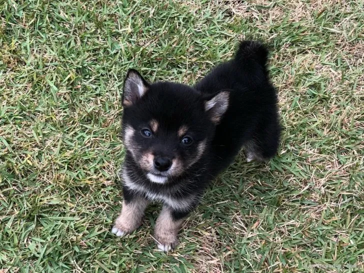 ID:1711-00343の子犬