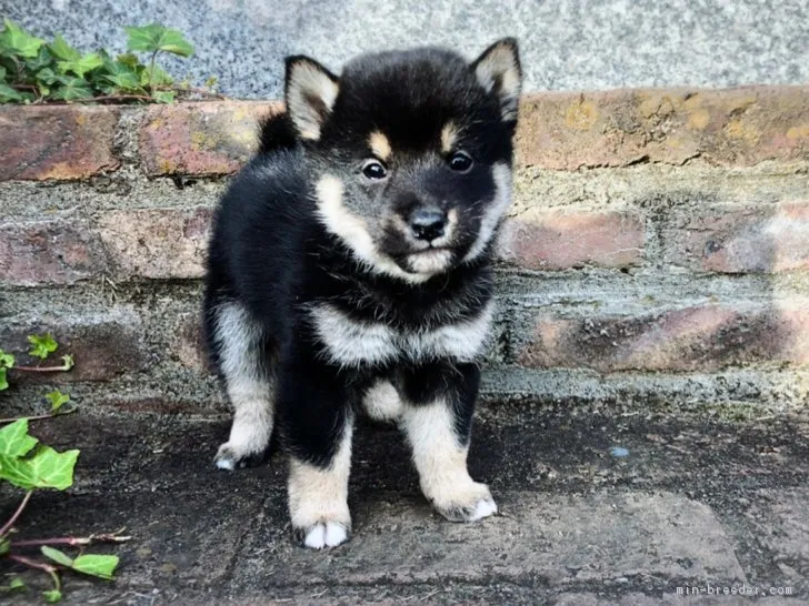 ID：1811-02822の子犬