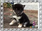 柴犬(標準サイズ)【茨城県・男の子・2015年12月7日・黒】の写真3