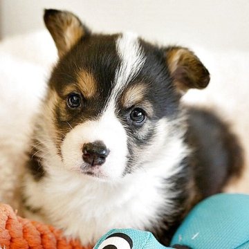 ウェルシュ・コーギー・ペンブローク【鹿児島県・男の子・2025年10月22日・ブラックタン&ホワイト】の写真「イケメンくん♪」