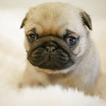 パグ【鹿児島県・女の子・2025年10月31日・フォーン】の写真「むちむちガール♪」