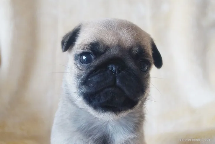 ID:1901-01374の子犬