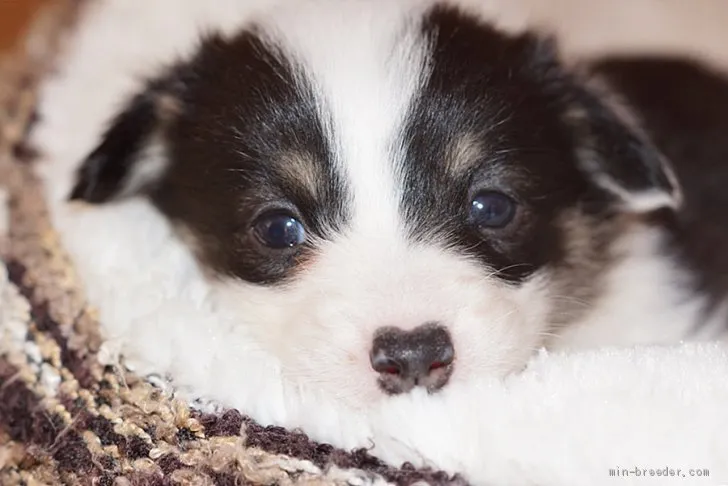 ペンちゃん 様のお迎えした子犬