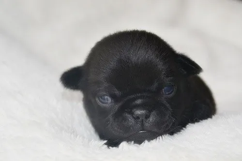 ID：1404-00222の子犬