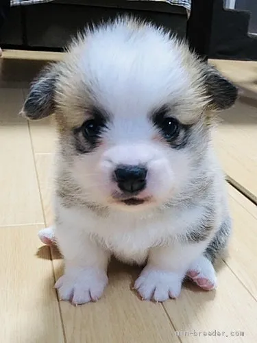 ID:2012-01382の子犬
