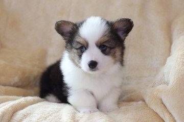 ウェルシュ・コーギー・ペンブローク【鹿児島県・男の子・2018年11月28日・トライカラー】の写真「フラッフィー♪」