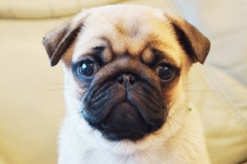 パグ【鹿児島県・男の子・2018年12月3日・フォーン】の写真「ハンサムBOY♪」