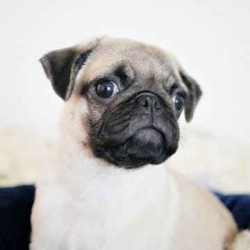 パグ【鹿児島県・男の子・2023年6月5日・フォーン】の写真「コンパクトながらむちむちボディ♪」