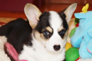 ウェルシュ・コーギー・ペンブローク【鹿児島県・男の子・2018年11月27日・トライカラー】の写真「ハッキリとした美男子君♪」