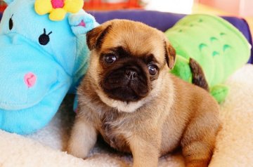 パグ【鹿児島県・女の子・2017年11月12日・フォーン】の写真「明るいアプリコットになりそうな予感」