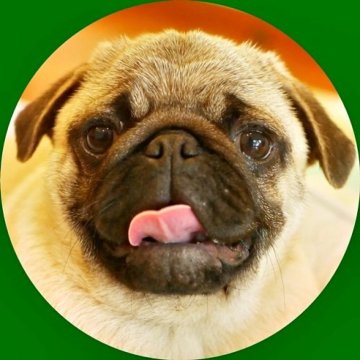 パグ【鹿児島県・男の子・2024年2月18日・フォーン】の写真「ひょうきんもの♪」