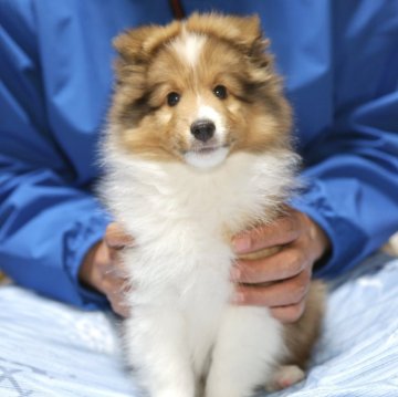 シェットランドシープドッグ【和歌山県・男の子・2025年8月12日・セーブル&ホワイト】の写真「とにかく可愛い男の子♪」