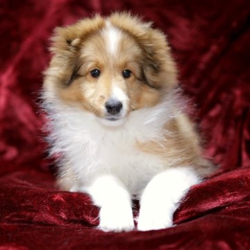 シェットランドシープドッグ【和歌山県・男の子・2025年8月12日・セーブル&ホワイト】の写真「小柄予想の可愛い男の子♪　両親 遺伝子検査クリア」