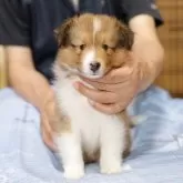 シェットランドシープドッグ