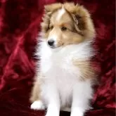 シェットランドシープドッグ