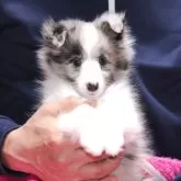 シェットランドシープドッグ